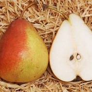 Саджанець Груша Діколор в контейнері